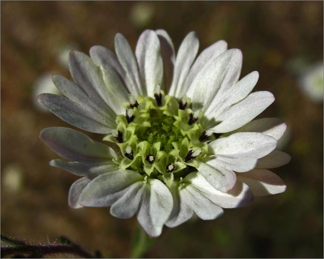 sm 683 White Hayfield Tarweed.jpg - White Hayfield Tarweed (Hemizonia luzulaefolia): Individual flowers were each about ½” across.